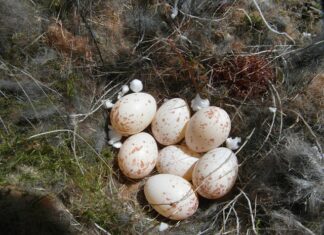 Czy żyją potomkowie Sulejmana?