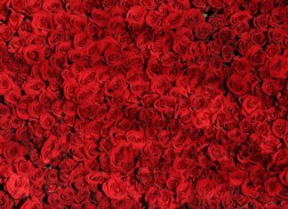 Jak zrobić róże na tort?