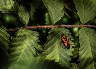 Co jest na tarczy zegarka?