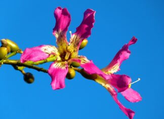 Czym się różni kapok od kamizelki ratunkowej?