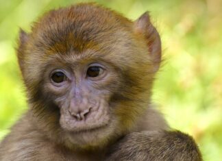 Czy małpa ma futro?