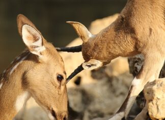 Jak zamaskować otarcia na białych butach?