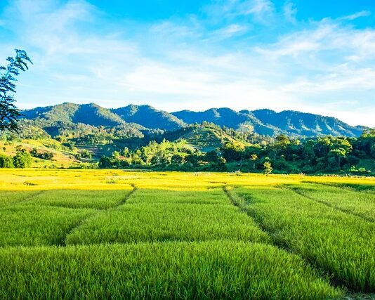 Kto płaci za przesyłkę w Vinted?