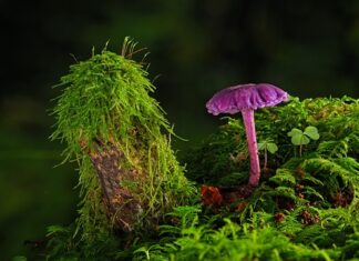 Gdzie można kupić farbę do tkanin?