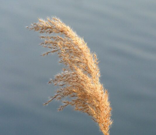 Czym się różnią martensy od glanów? Czym się różnią martensy od glanów?