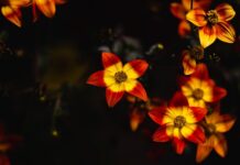 Co zamiast racy do tortu? Co zamiast racy do tortu?