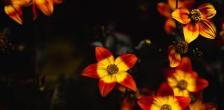 Co zamiast racy do tortu?