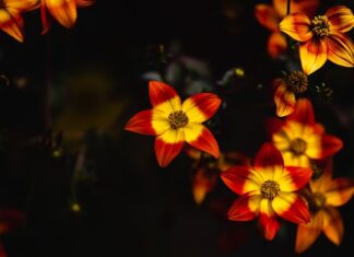 Co zamiast racy do tortu?