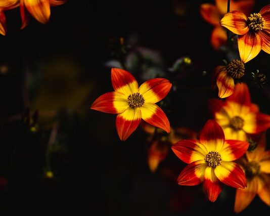 Co zamiast racy do tortu?