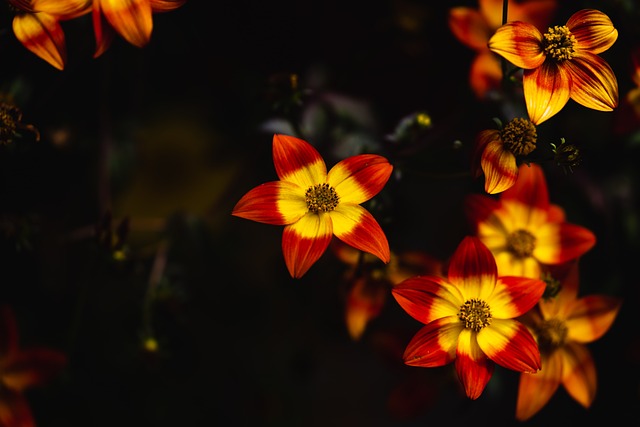 Co zamiast racy do tortu? Co zamiast racy do tortu?