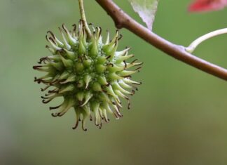 Jaka farba do malowania gumy?
