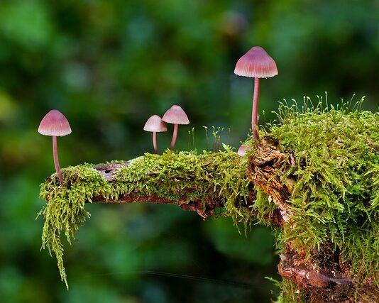 Jaką gąbka florystyczna najlepsza?
