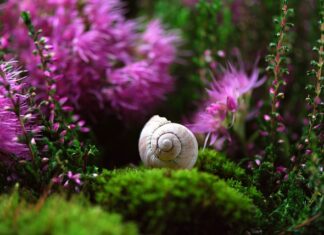 Czy obudowa chroni telefon?