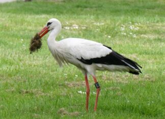 Jak Skleić Gumowca?