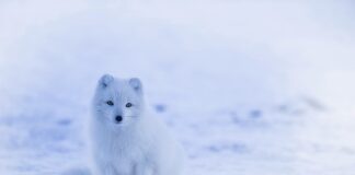 Jak wystylizować biały golf?