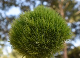 Ile trzeba wydać na otworzenie kwiaciarni?