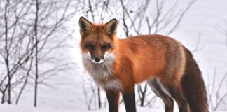 Jak się zabija zwierzęta futerkowe?