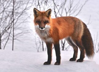 Jak się zabija zwierzęta futerkowe?