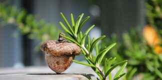 Jakie są dobre glany?