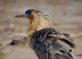Czym się różni szyfon od tiulu?